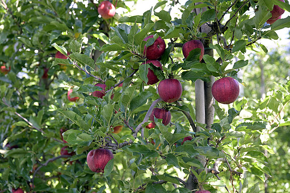 Foto: Being Organic in EU Foto: Being Organic in EU