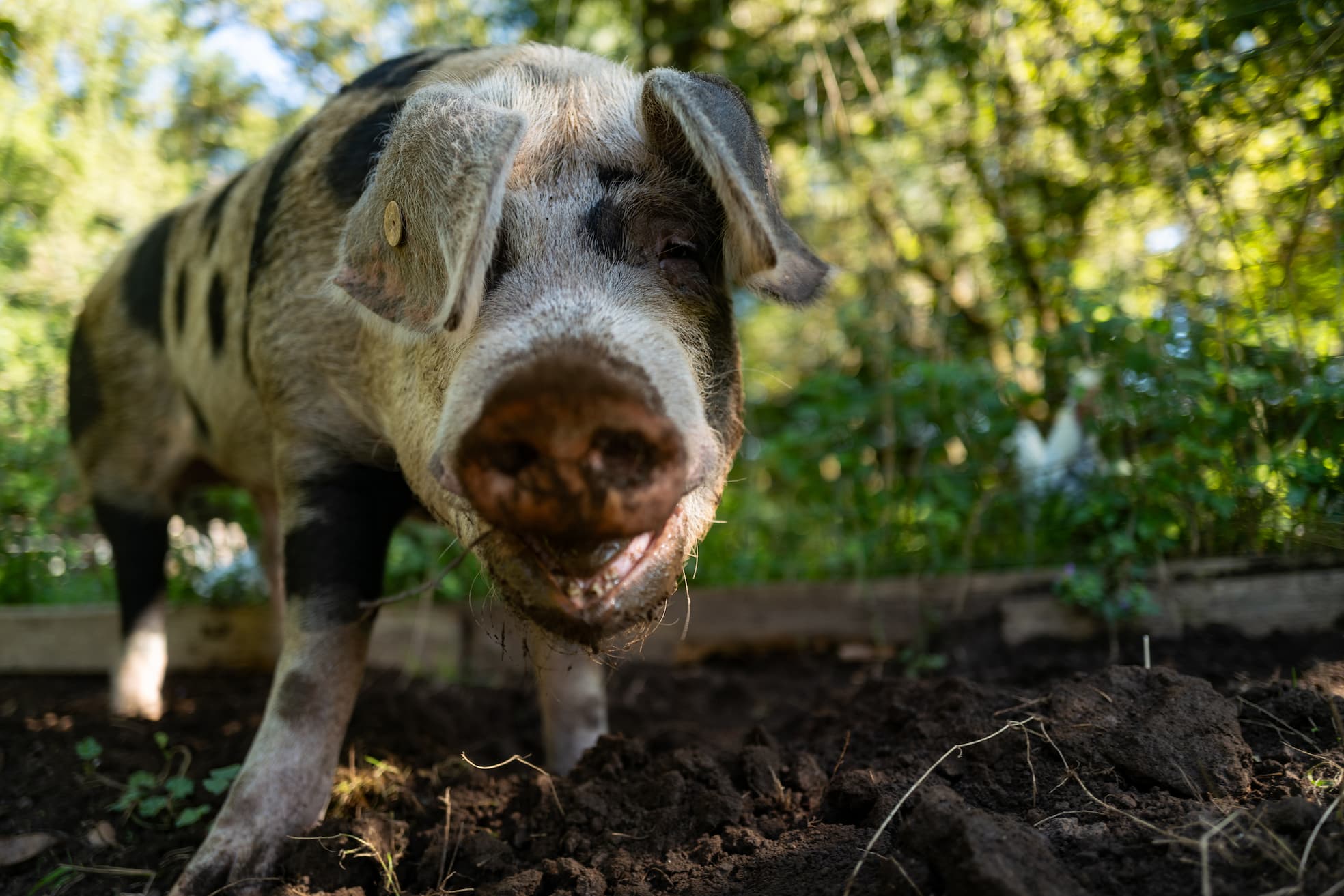 Being Organic in EU